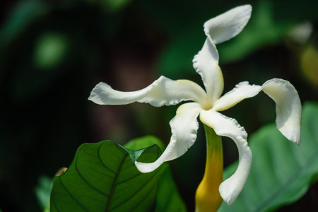 Giant Pinwheel Flower, Tabernaemontana pachysiphon Stapf