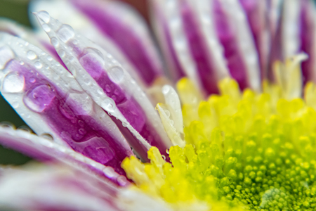 Close Up Shot Of Purple Daisy Flowerの写真素材
