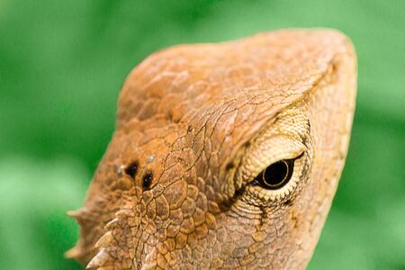 lizardの写真素材