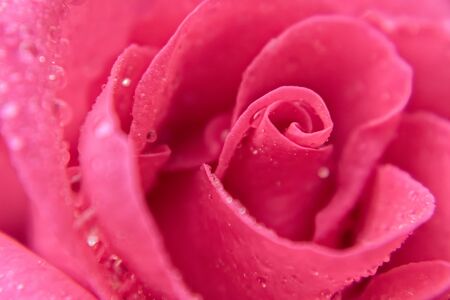 pink roseの写真素材