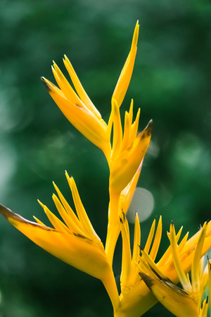 bird of paradise plantの写真素材