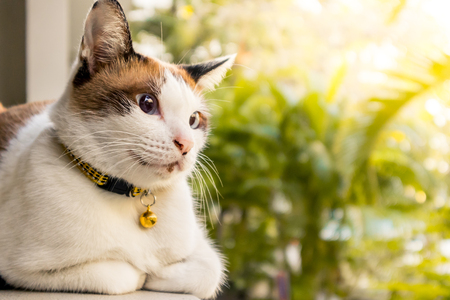 White catの写真素材