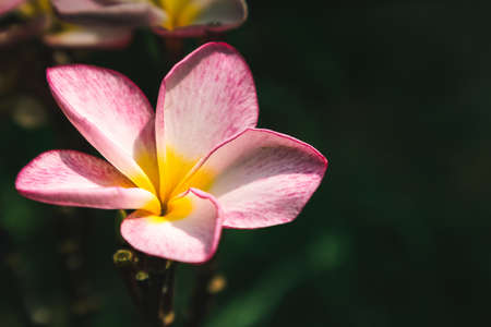 pink plumeriaの写真素材