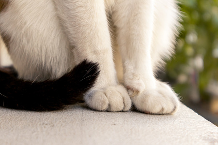 White catの写真素材