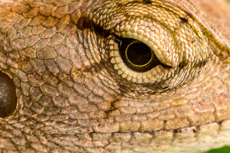 lizardの写真素材
