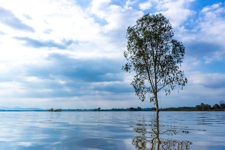 landscape tree and lakeの写真素材