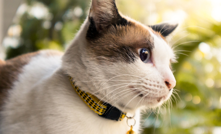 White catの写真素材