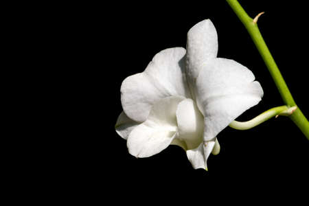 White Orchid On Black Backgroundの写真素材