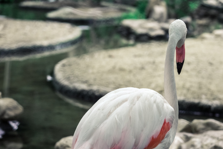 Greater flamingo phoenicopterus roseusの写真素材