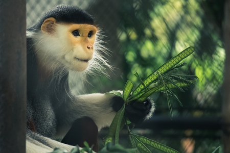 Red-shanked Douc Langurの写真素材