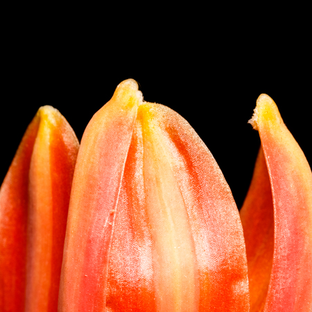 macro, orange petalの写真素材