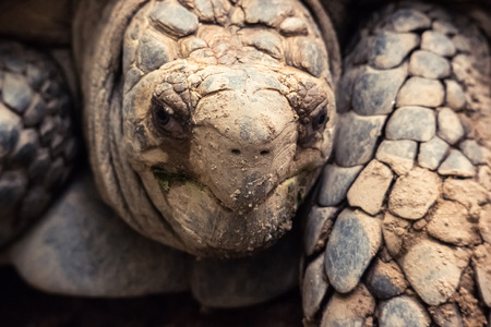 Brown Asian Giant Tortosiedの写真素材