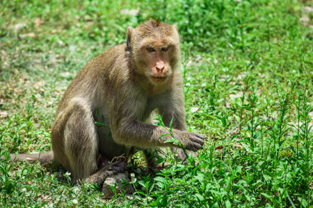 Close up of monkey