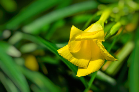 Yellow oleander, Lucky nut, Cascabela thevetia Juss. ex Steud.の写真素材