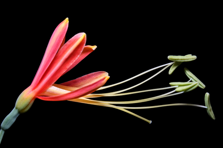 macro, lily flower , black backgroundの写真素材