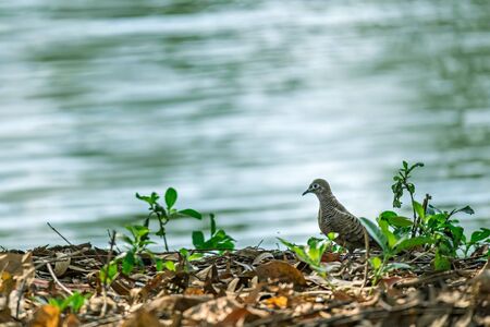 Dove in the nature with river backgroundの写真素材
