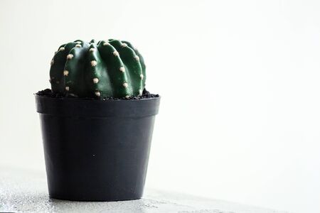 cactus in the potの写真素材