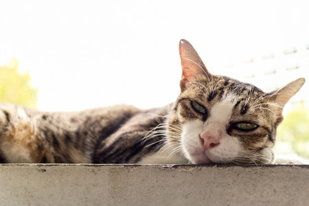 cat white tabbyの写真素材