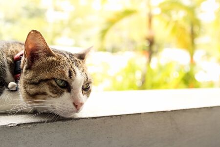 cat white tabbyの写真素材