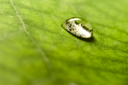 water drop on leafの写真素材