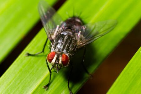 Macro shot of fly on the leafの写真素材