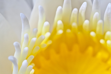 close up of white stem lotusの写真素材