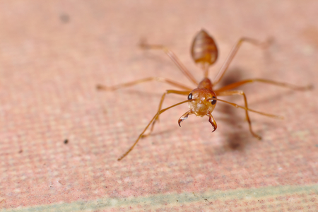 Macro shot of antの写真素材