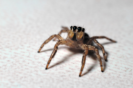 Mocro shot of the jumping spiderの写真素材