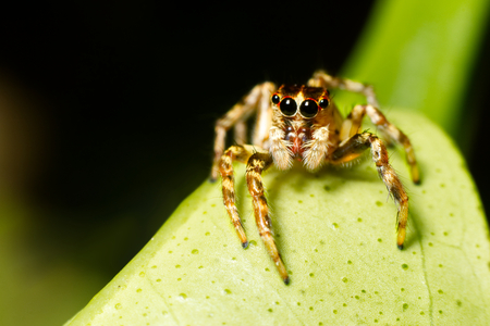 Mocro shot of the jumping spiderの写真素材