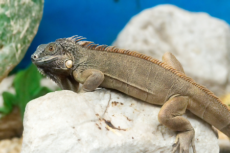 close up of iguanaの写真素材