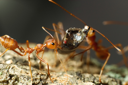 Macro shot of antの写真素材