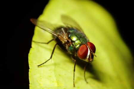 Macro shot of fly on the leafの写真素材