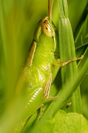 Mocro shot of the grasshopperの写真素材