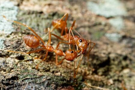 Macro shot of antの写真素材