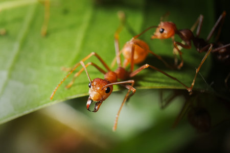 Ant on the leaf macro shot close up