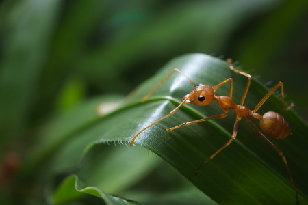 Ant on the leaf macro shot close upの写真素材