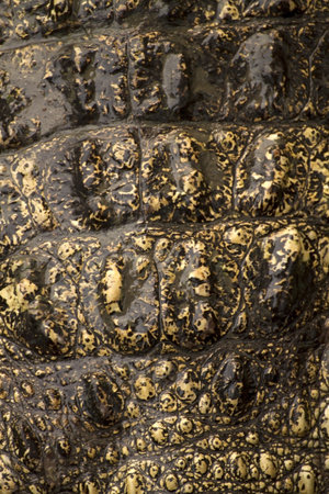 crocodile skin texture background  