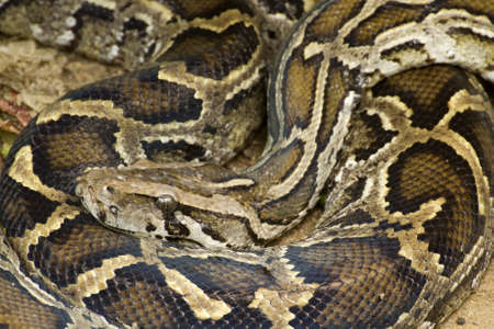 Python の写真素材