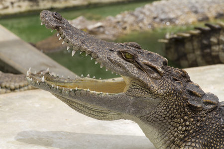close-up Crocodile 