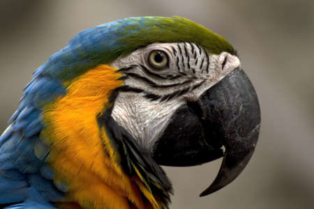 macawの写真素材