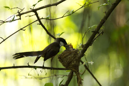 Magpieの写真素材