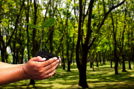 Hands holding seedlings
