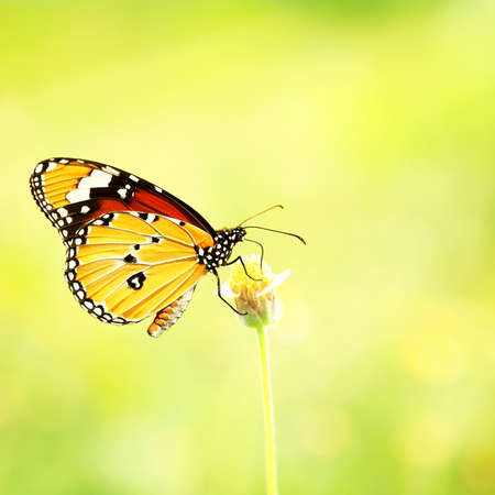 Monarch Butterfly on a wild flowerの写真素材