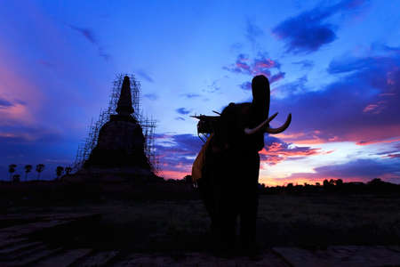Pagoda and elephants in Ayutthaya,Thailandの写真素材