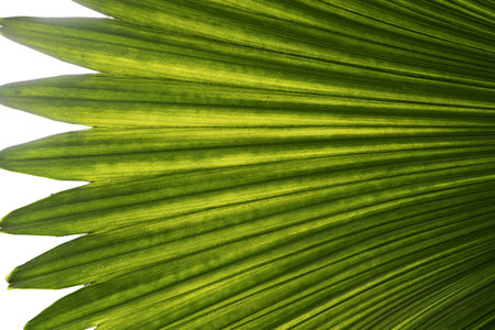 Lines of rustling leaves look beautiful against the light.