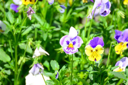 flowerの写真素材