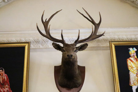 Taxidermy Deer Head Mount on Wallの写真素材
