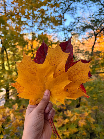 Hand holding vibrant autumn maple leaves