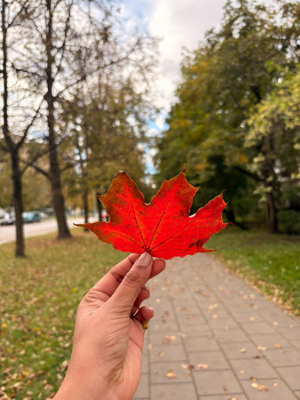 Vibrant Red Maple Leaf in Hand on an Autumn Dayの写真素材