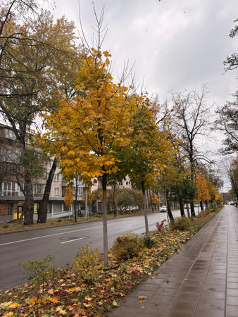 Vibrant Autumn Foliage Lining a City Sidewalkの写真素材